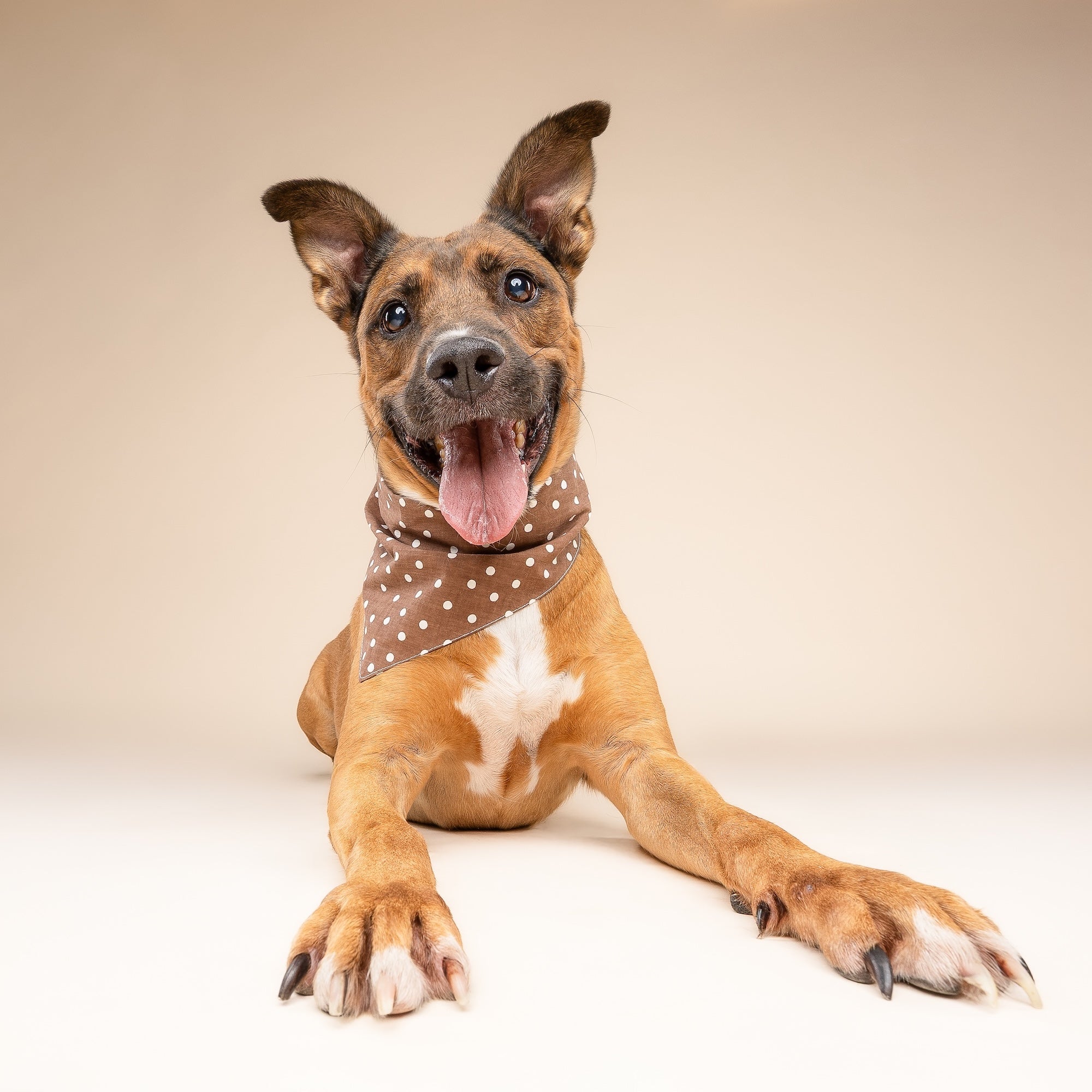 Chocolate Dot Dog Bandana