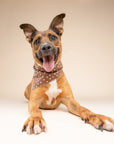 Chocolate Dot Dog Bandana