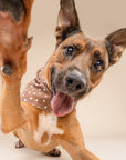 Chocolate Dot Dog Bandana
