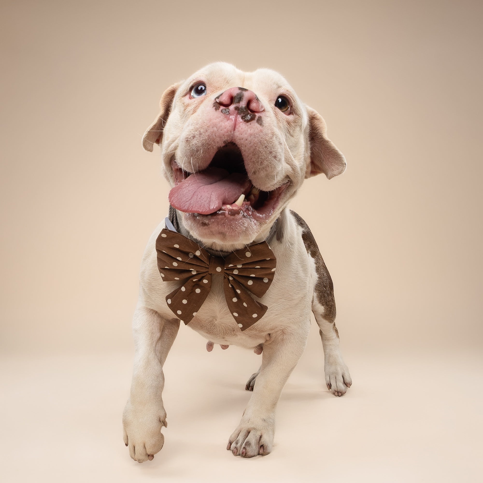 Sailor Bow - Chocolate Dot