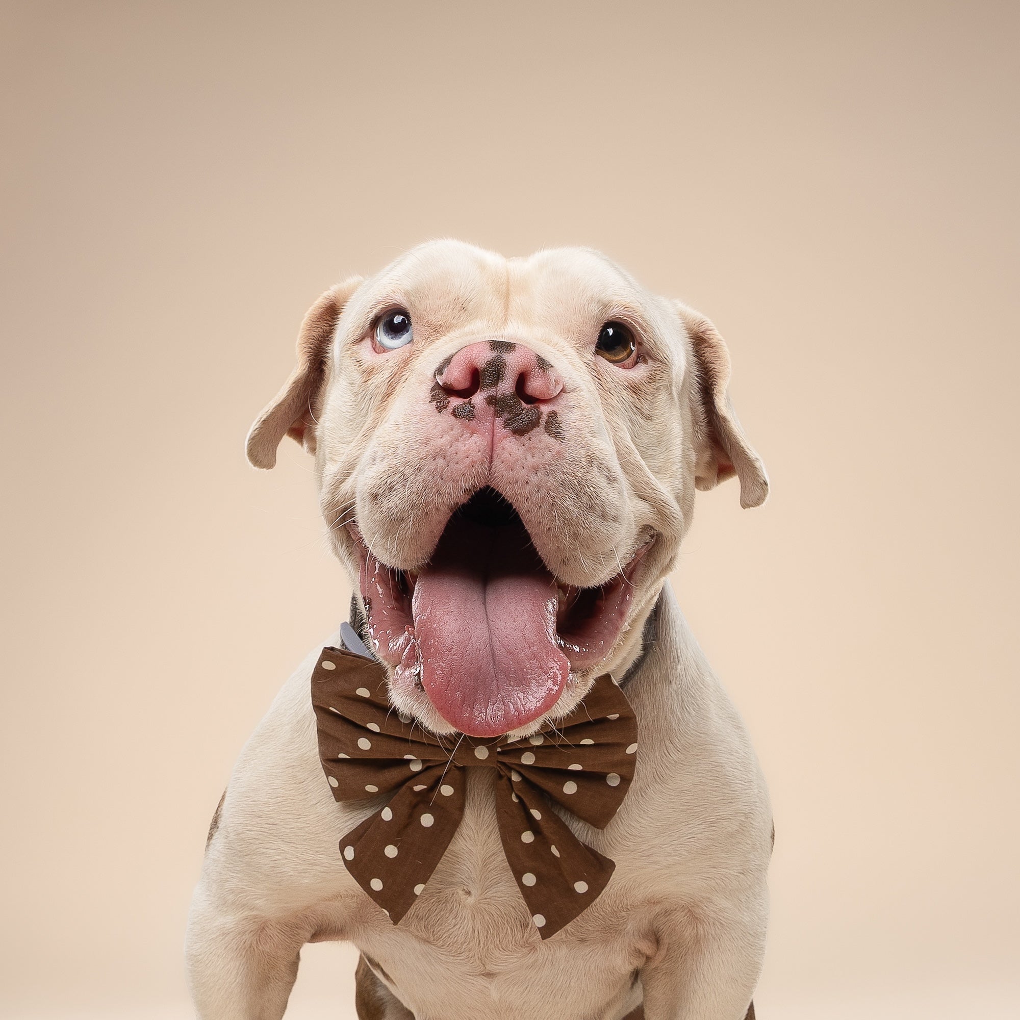 Sailor Bow - Chocolate Dot