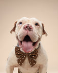 Sailor Bow - Chocolate Dot