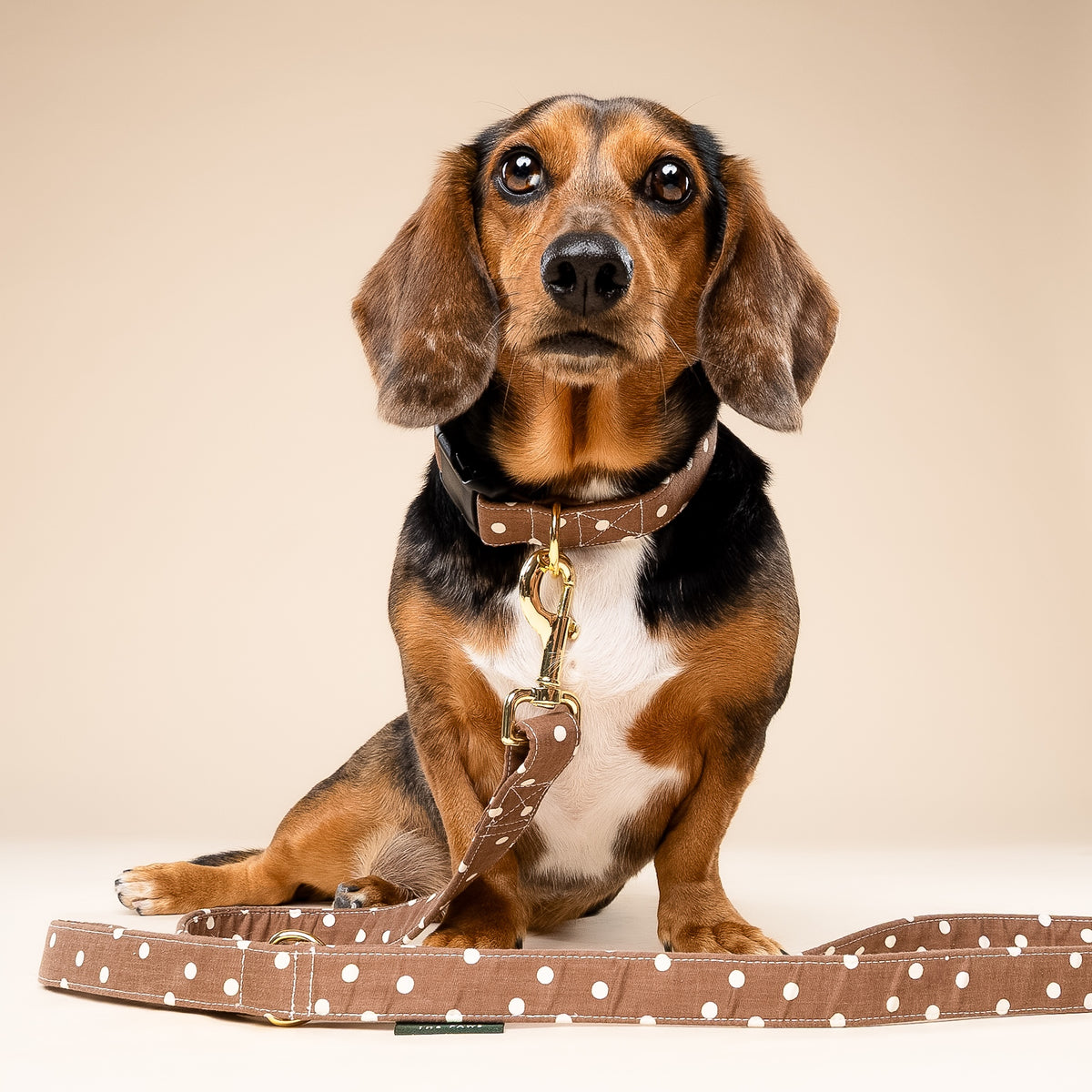 Chocolate Dot Leash
