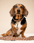 Chocolate Dot Leash