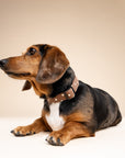 Chocolate Dot Dog Collar