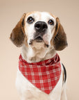 Cider Dog Bandana