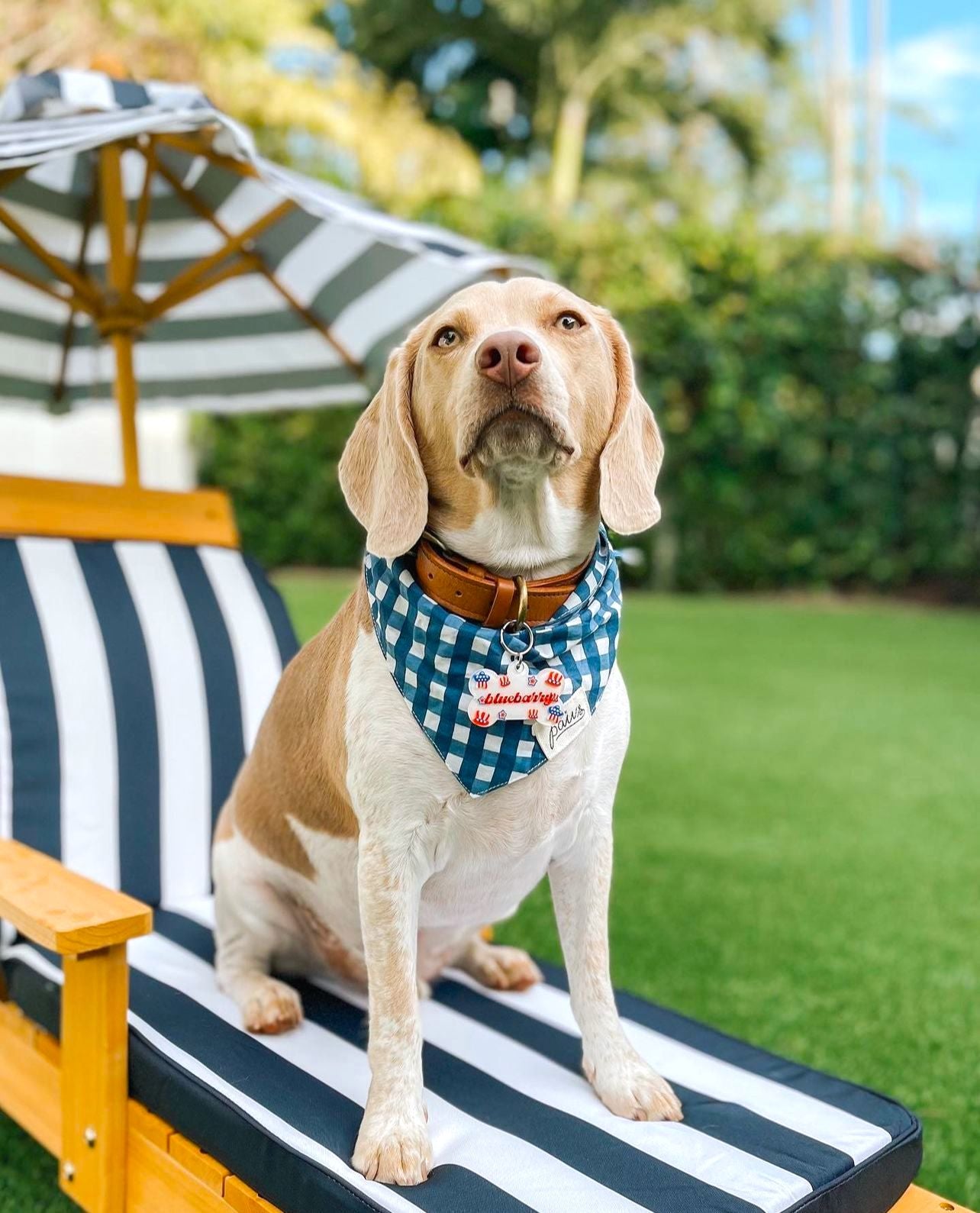 Classic Blue Check Bandana from The Paws