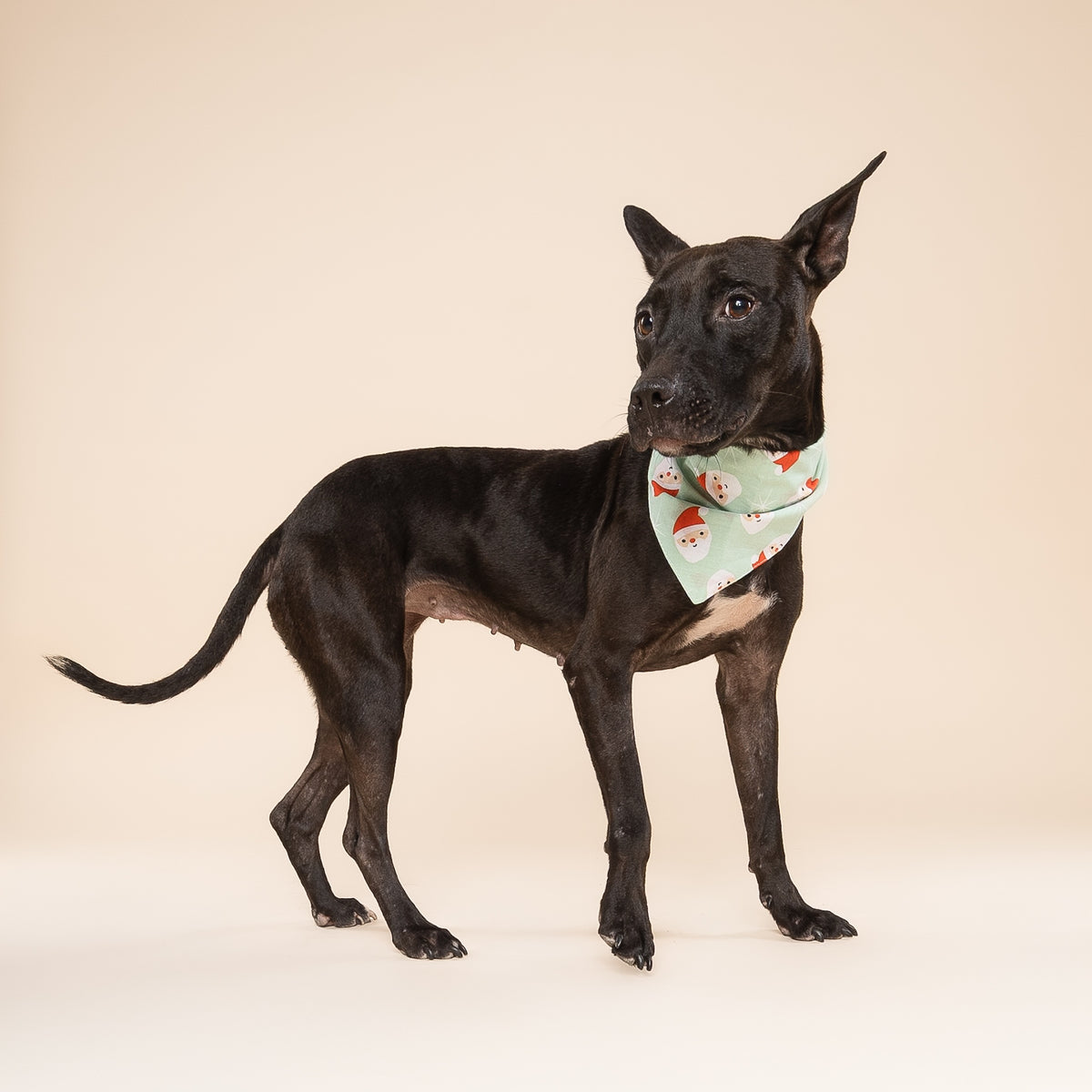 Claus Dog Bandana