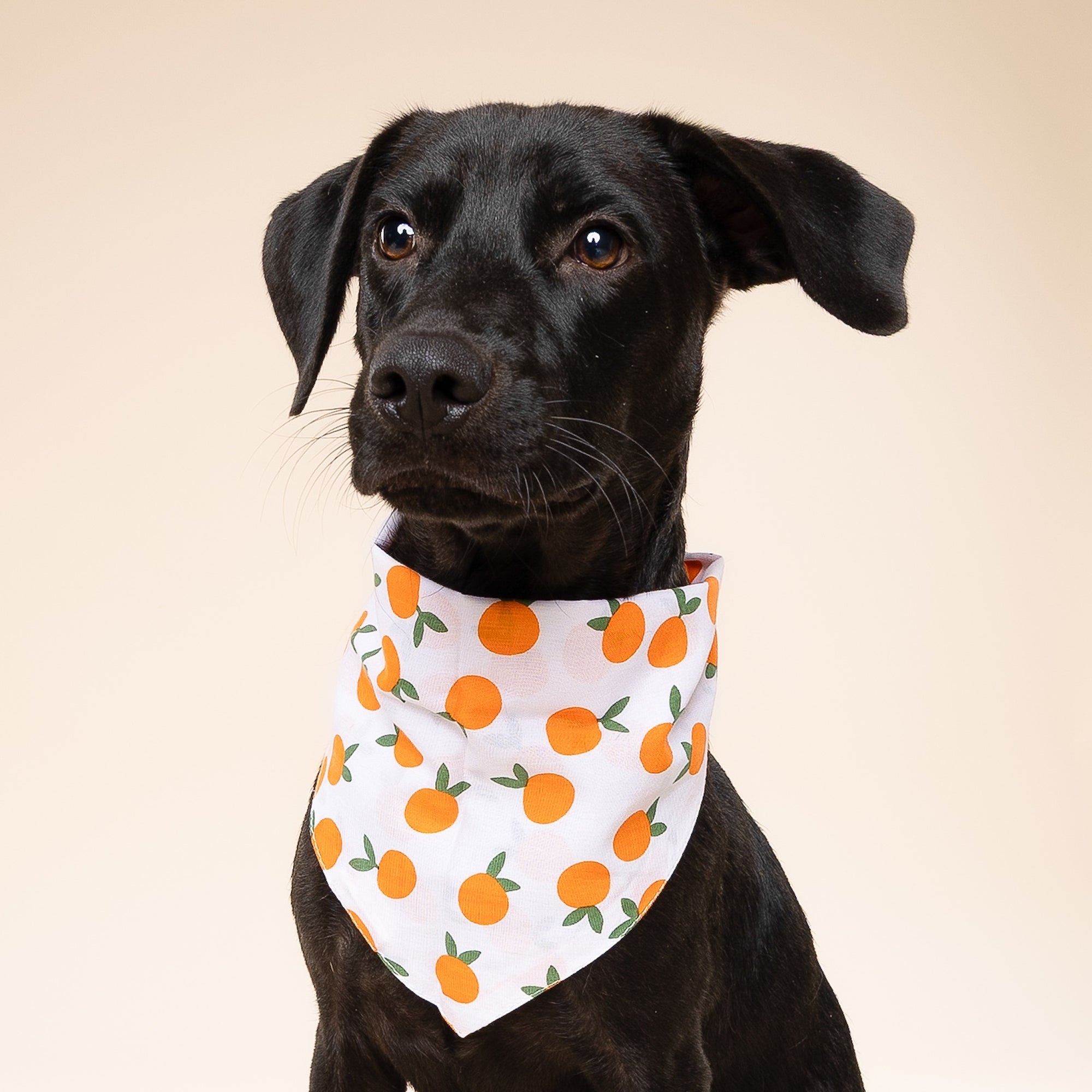 Clementine Dog Bandana