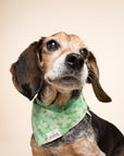 Clover Dog Bandana