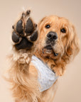 Coast Seashell Dog Bandana