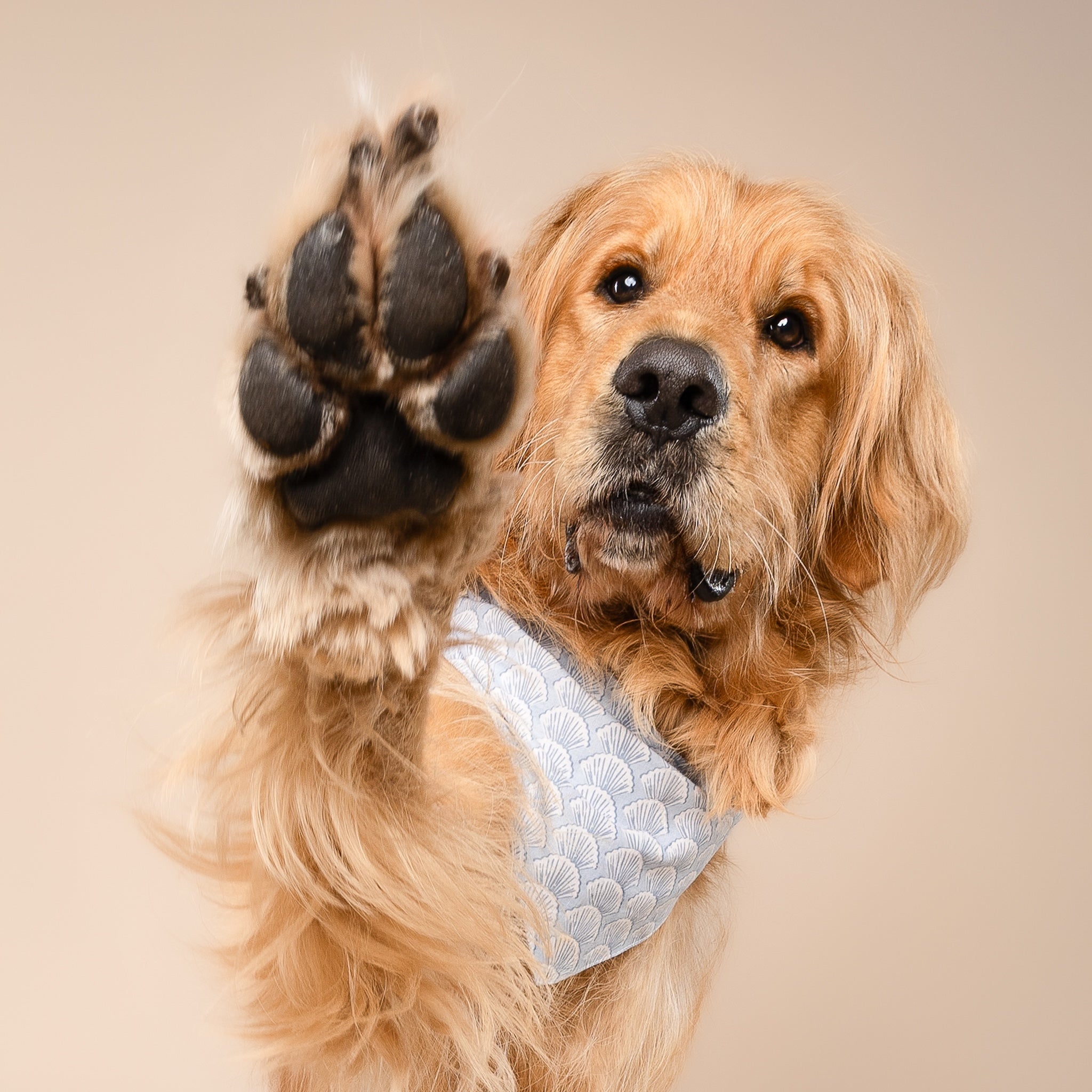 Coast Seashell Dog Bandana