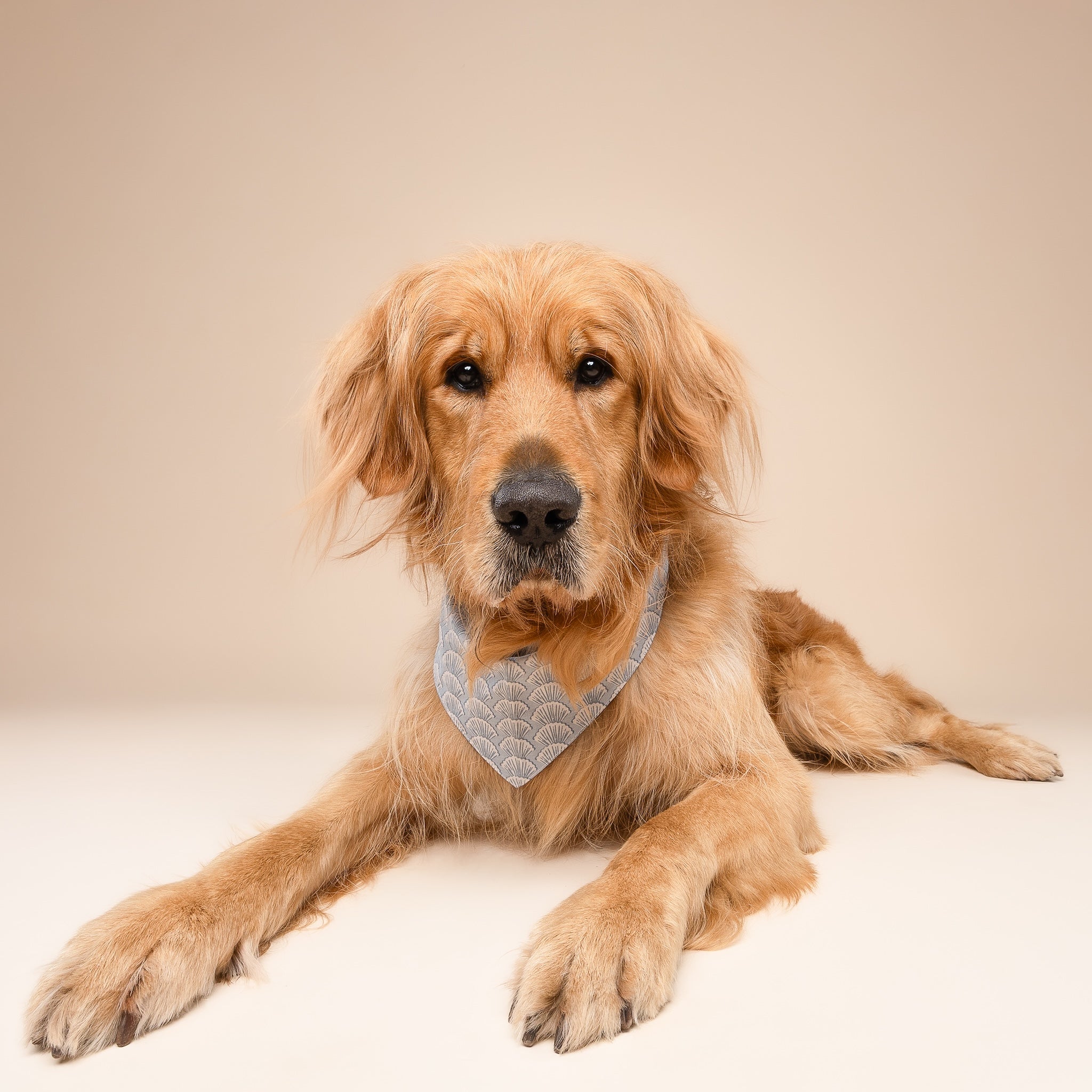 Coast Seashell Dog Bandana