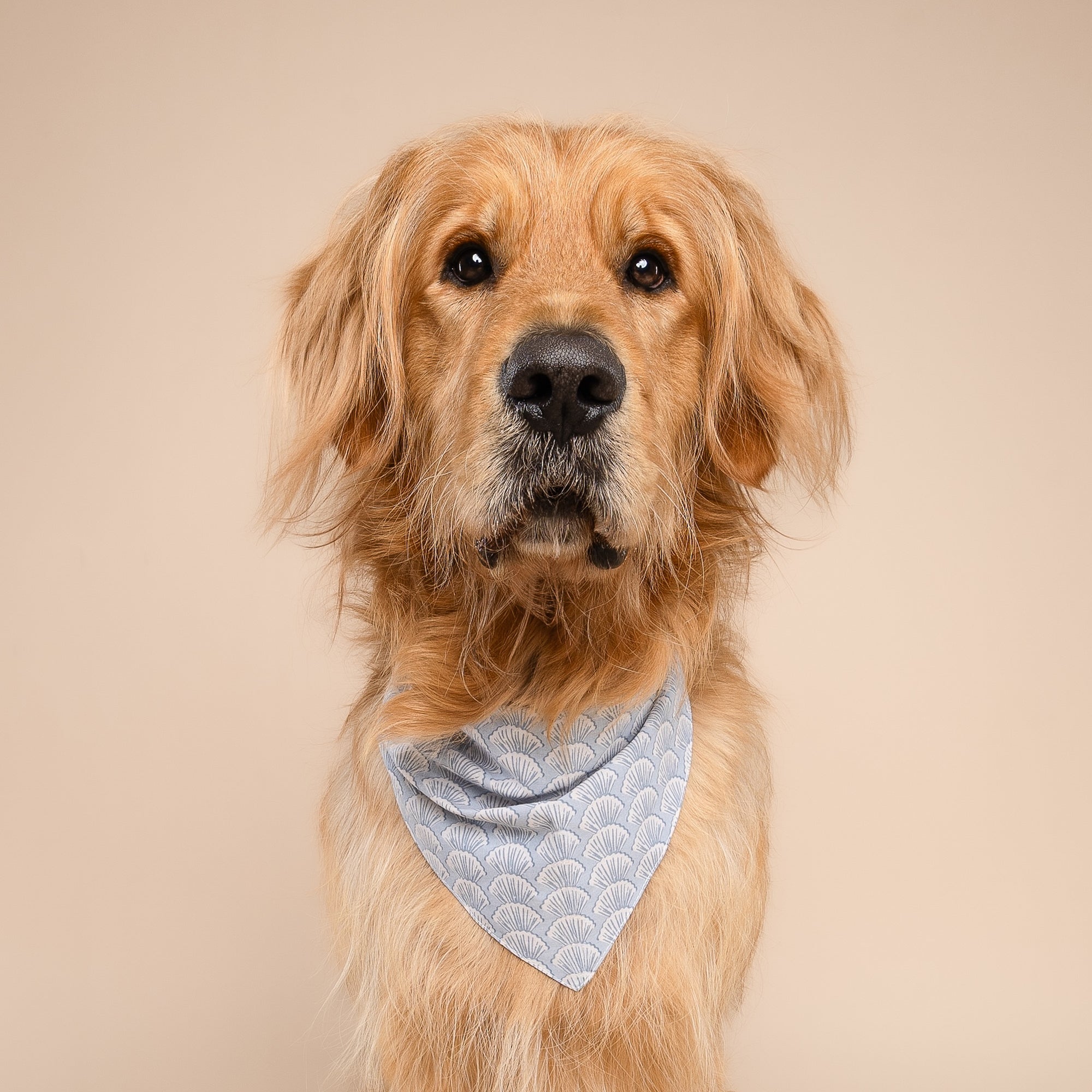 Coast Seashell Dog Bandana