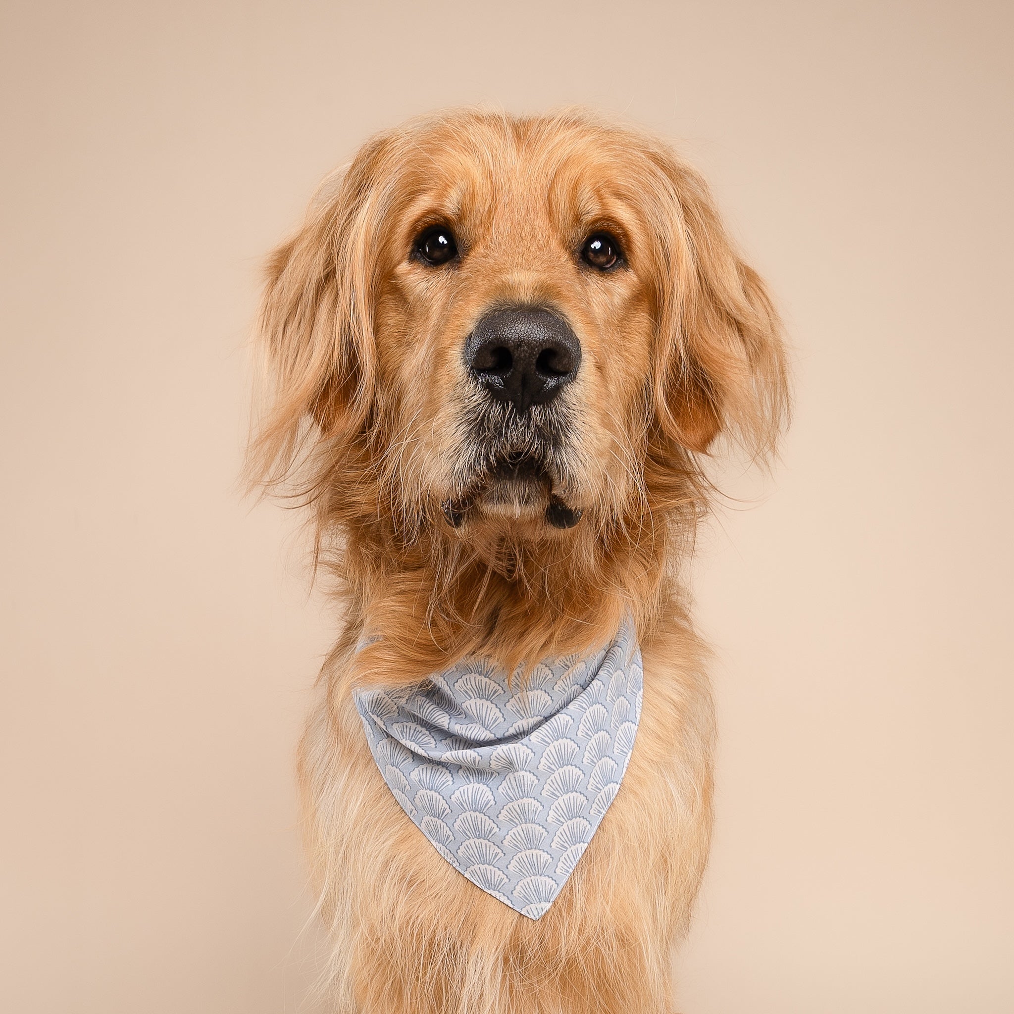 Coast Seashell Dog Bandana