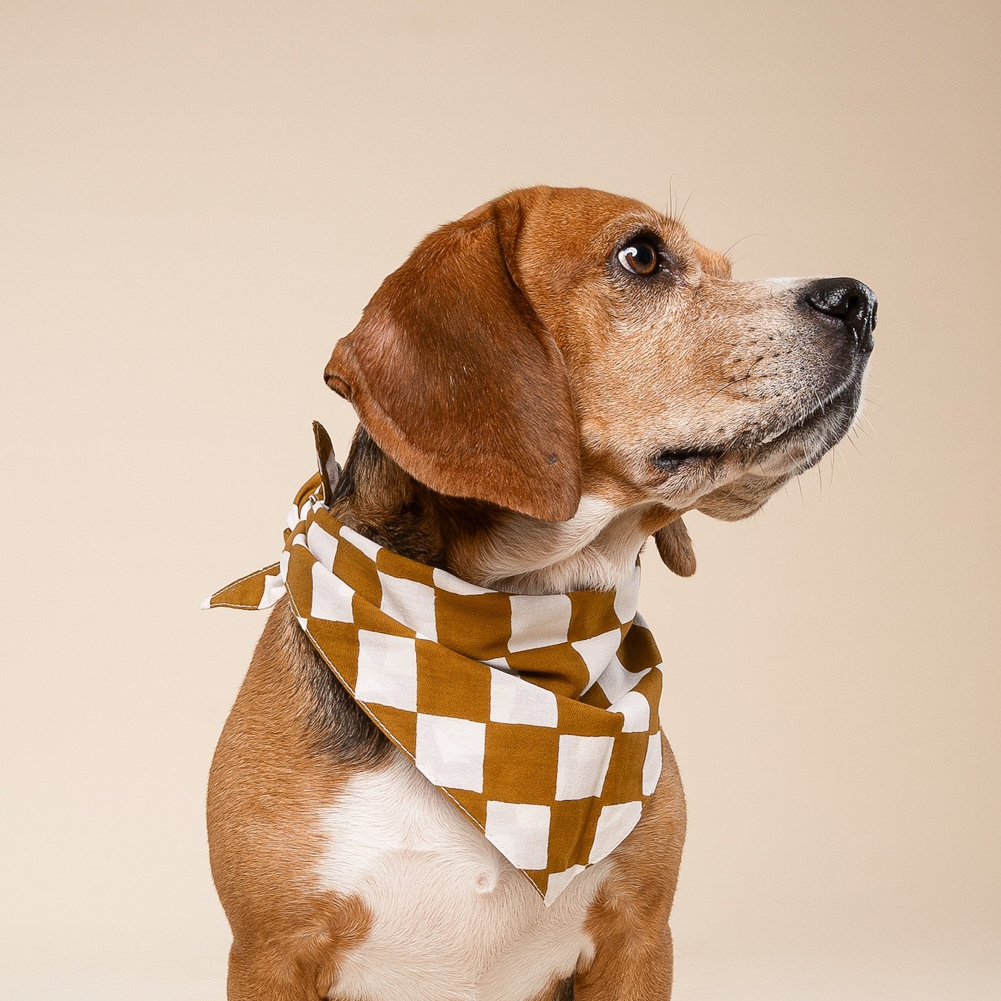 Cocoa Dog Bandana