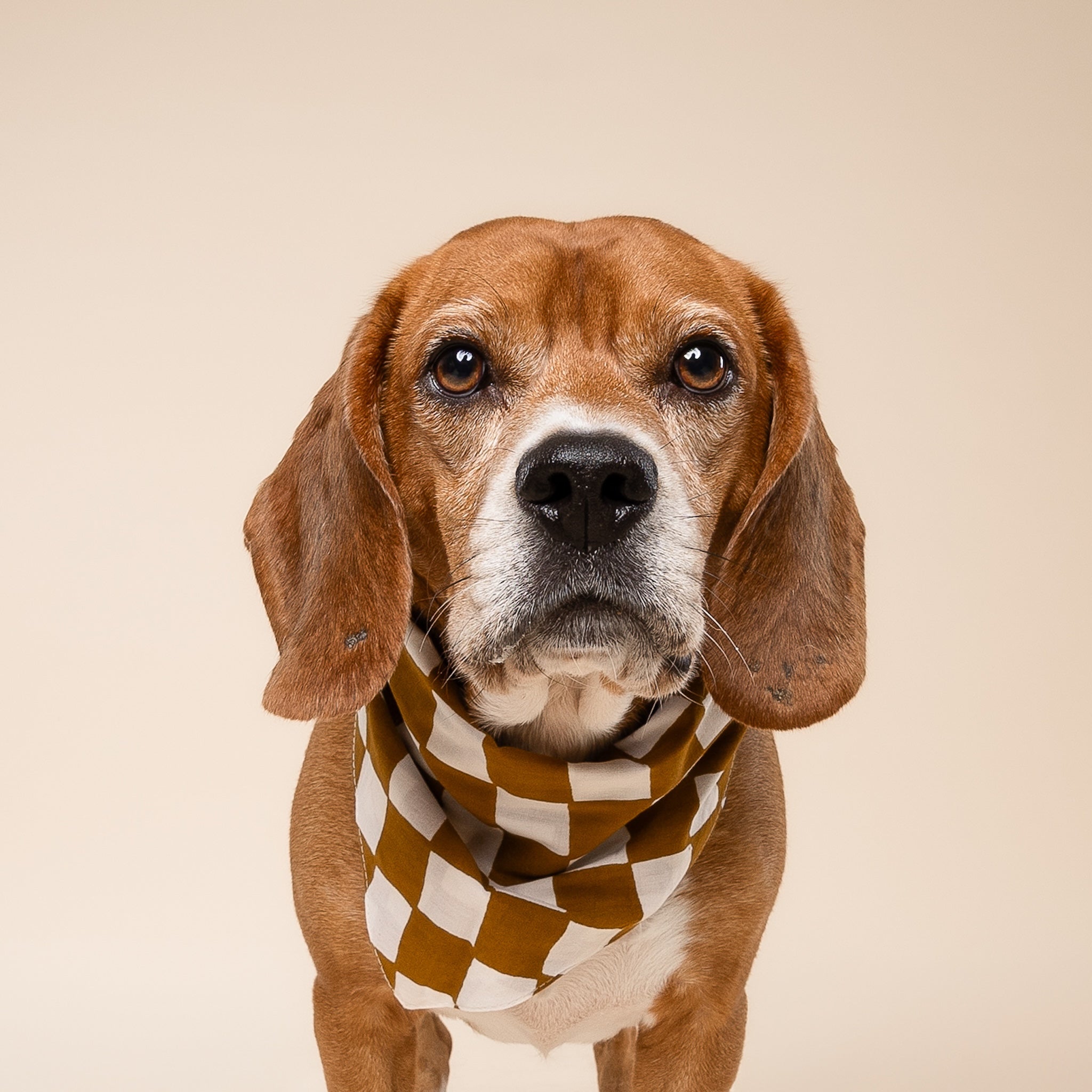 Cocoa Dog Bandana