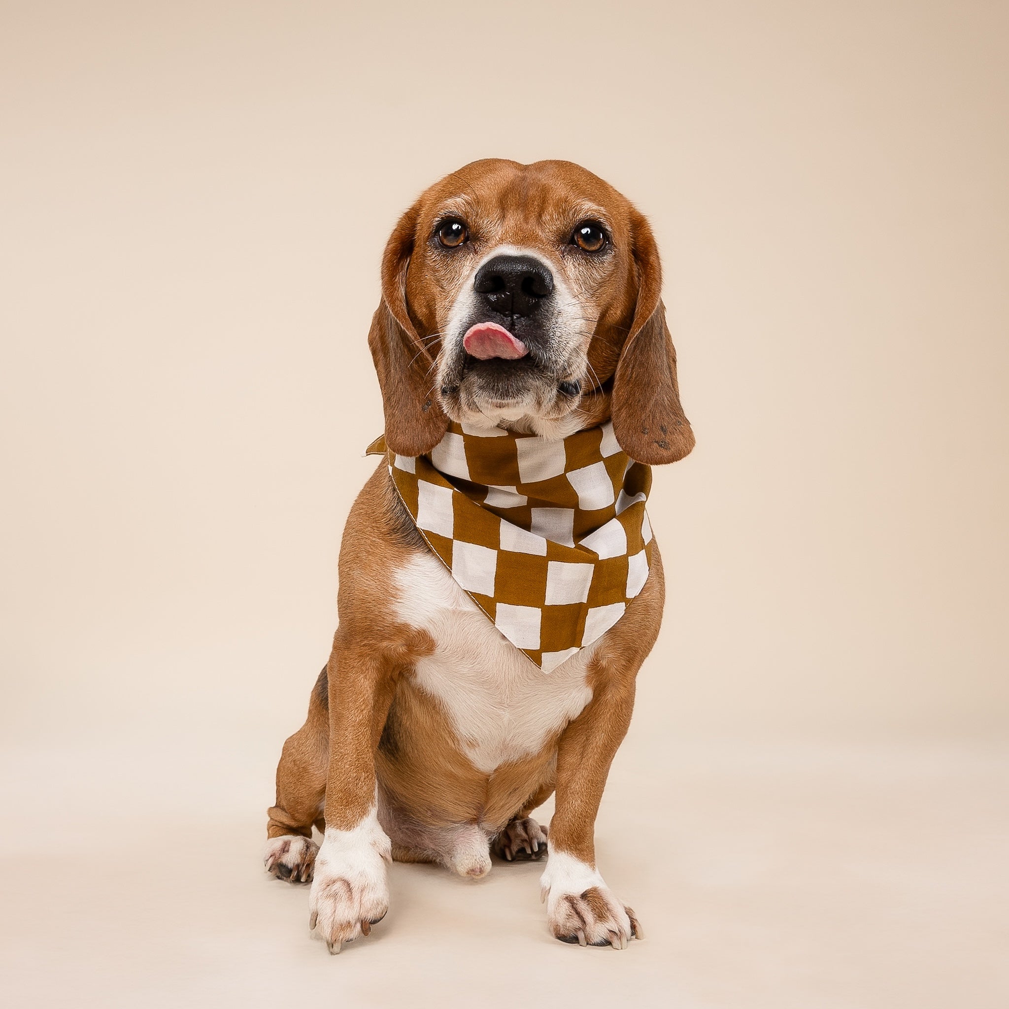 Cocoa Dog Bandana