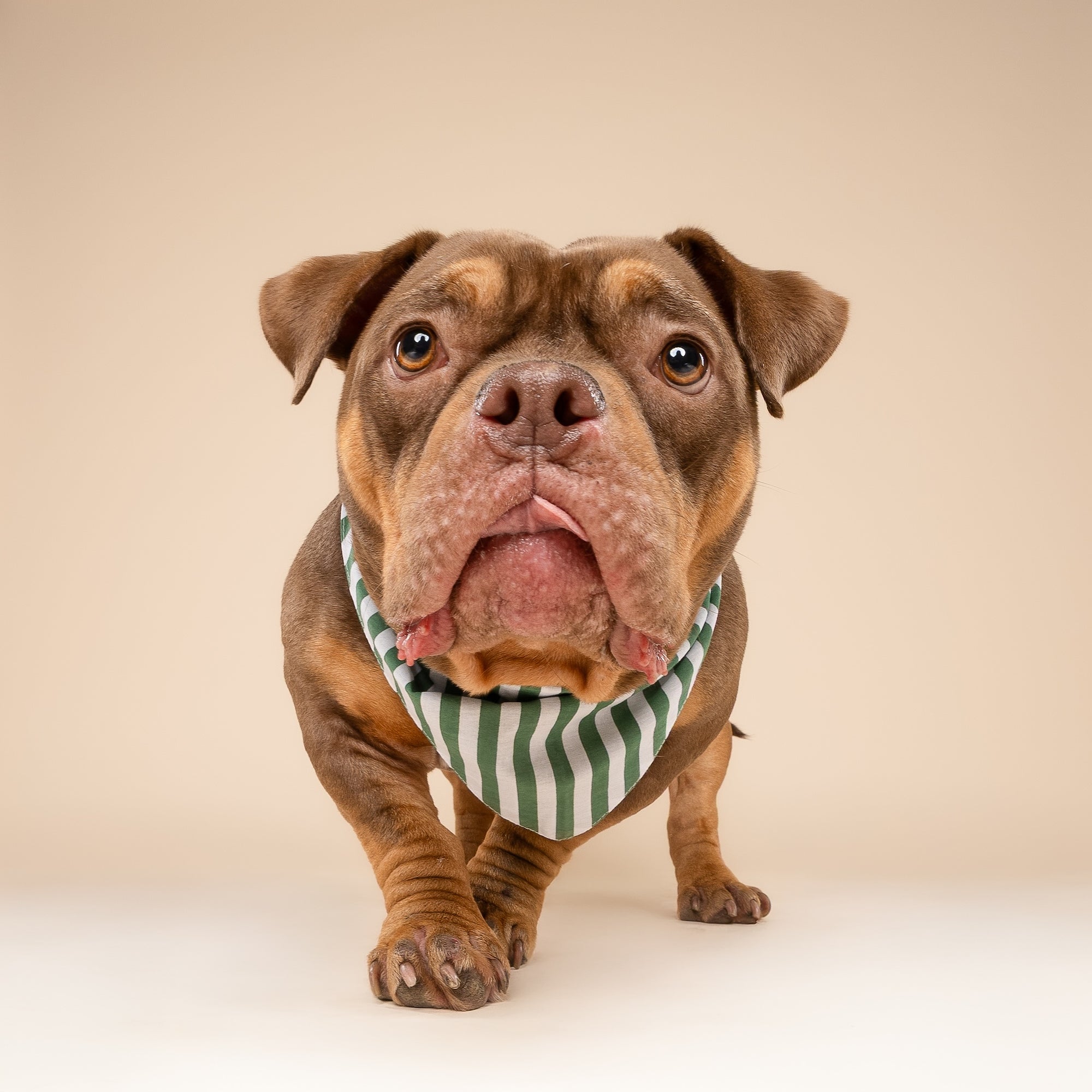 Crew Stripe Dog Bandana from The Paws