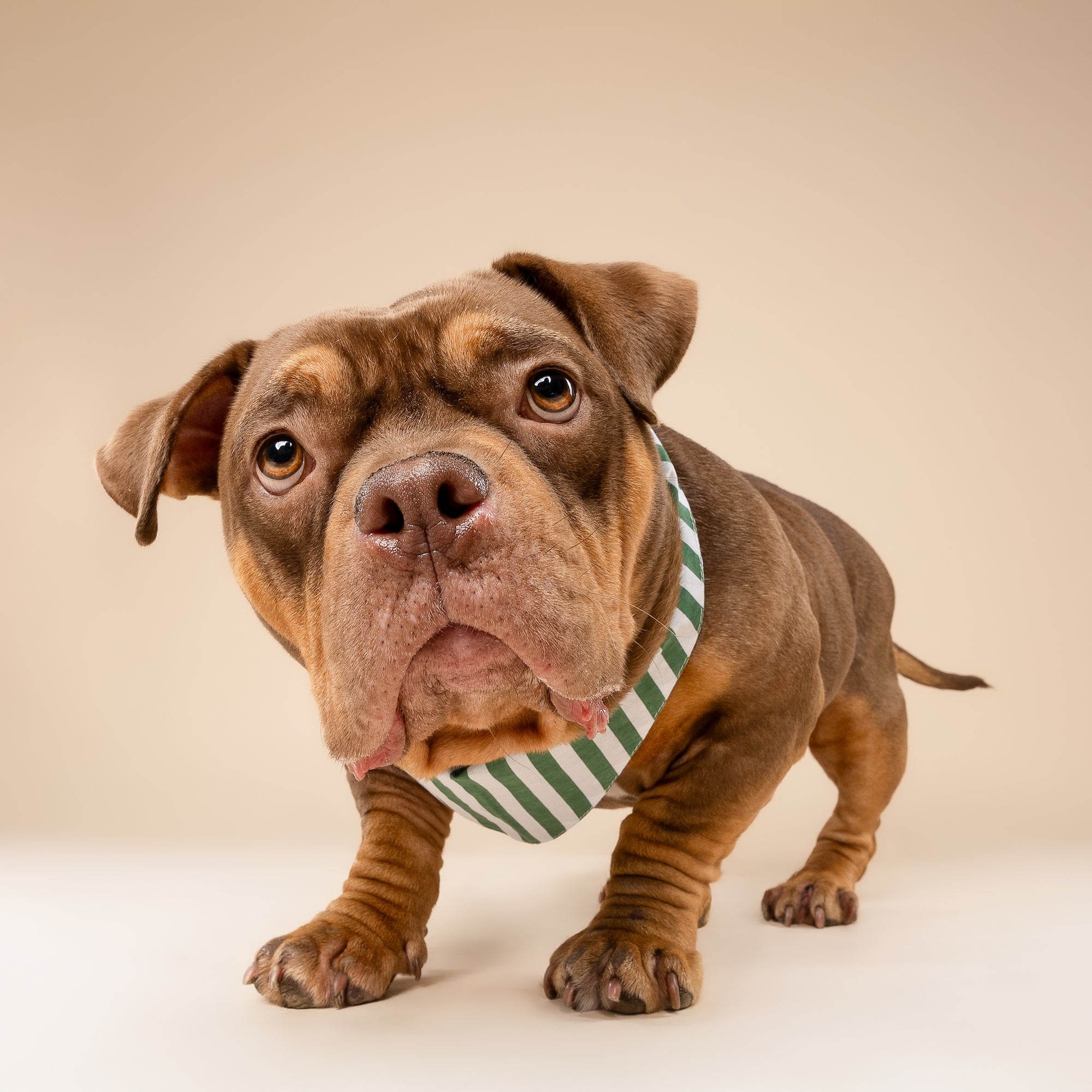Crew Stripe Dog Bandana from The Paws I