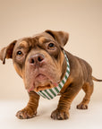 Crew Stripe Dog Bandana from The Paws I