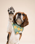 Cromwell Dog Bandana