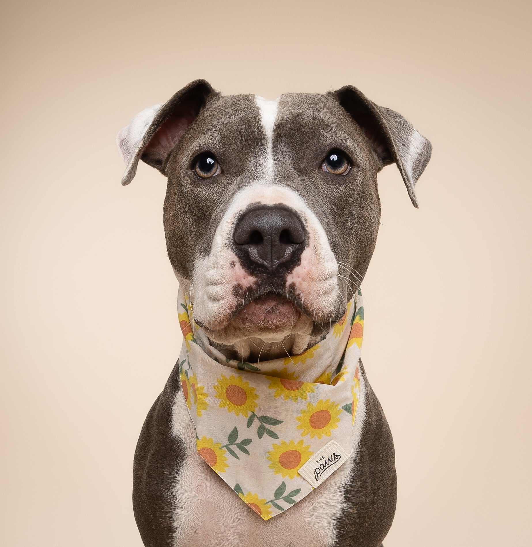 Cullipher Dog Bandana from The Paws