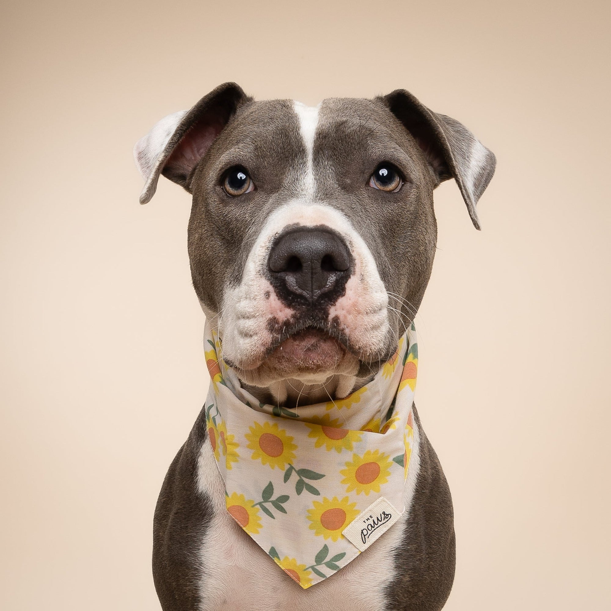 Cullipher Dog Bandana from The Paws