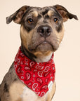 Dallas Dog Bandana