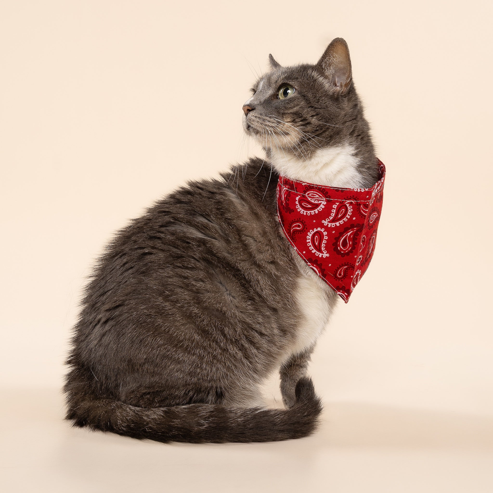 Dallas Dog Bandana