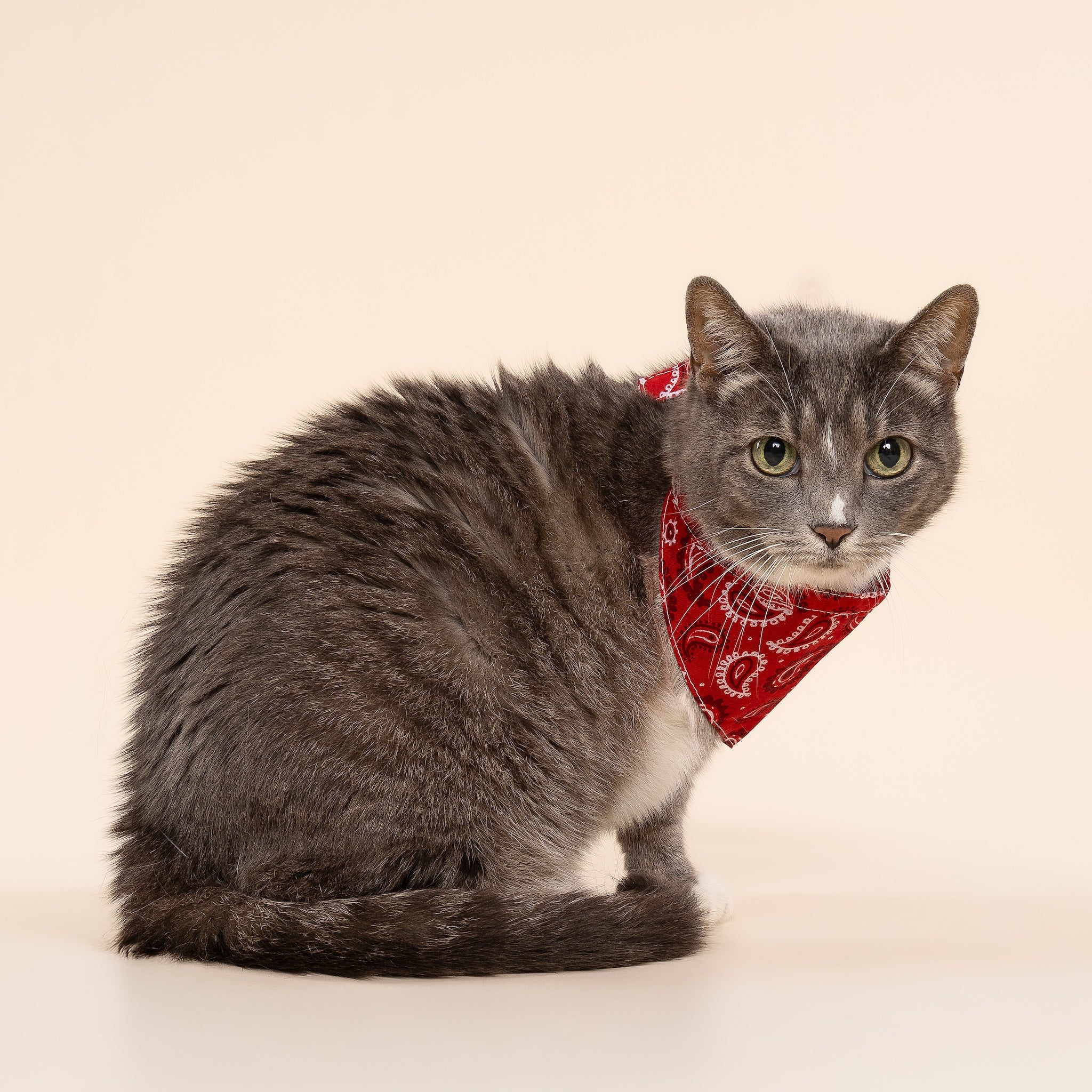 Dallas Dog Bandana