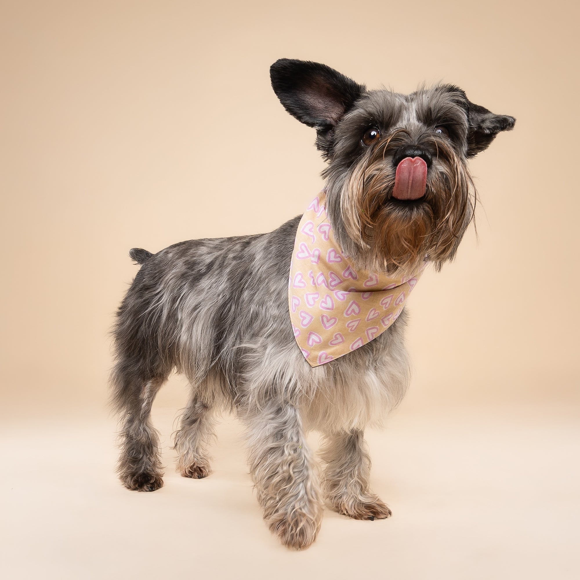 Darling Dog Bandana