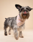 Darling Dog Bandana