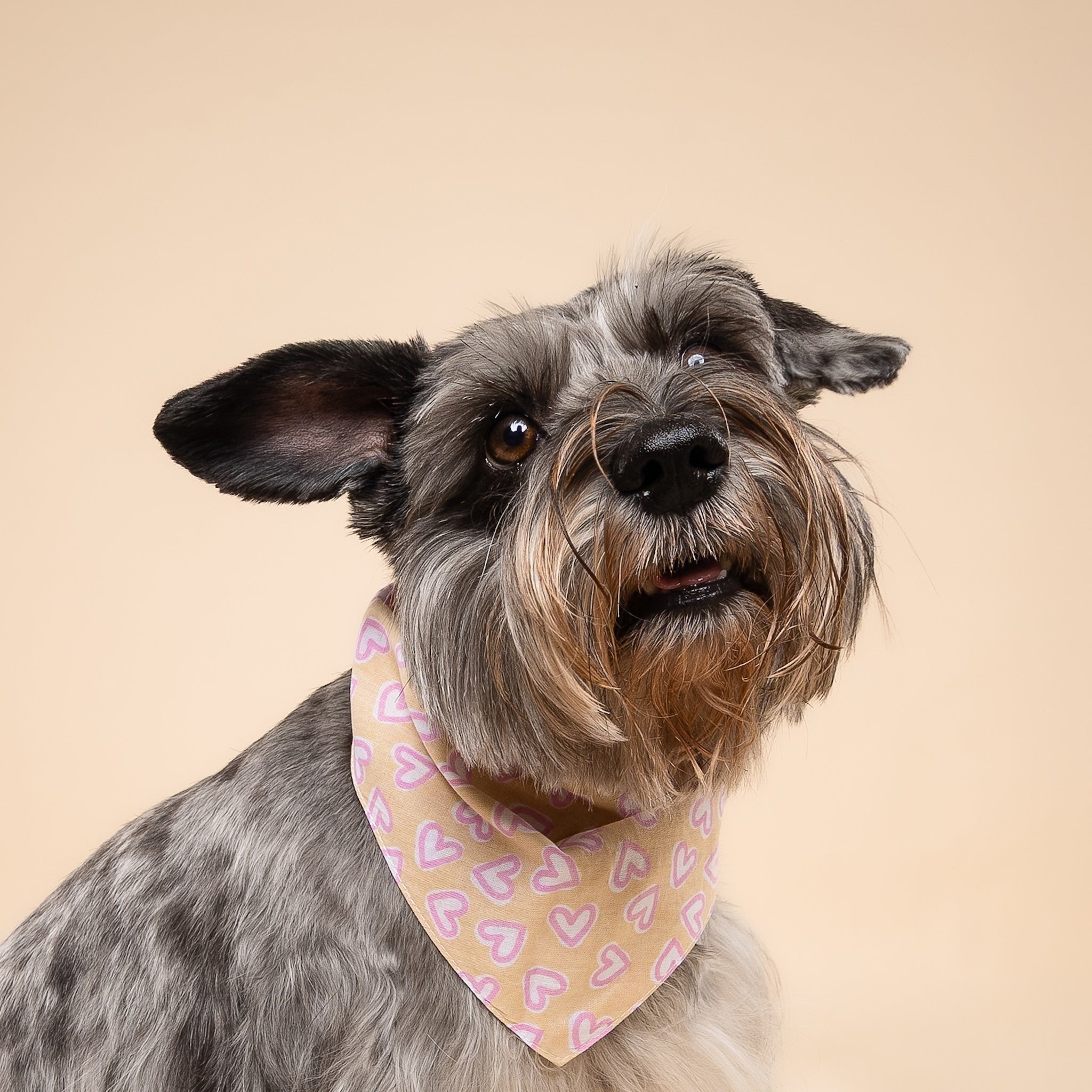 Darling Dog Bandana