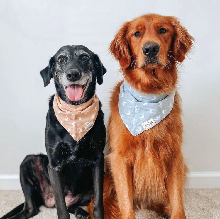 Dawn to Dusk Bandanas by The Paws