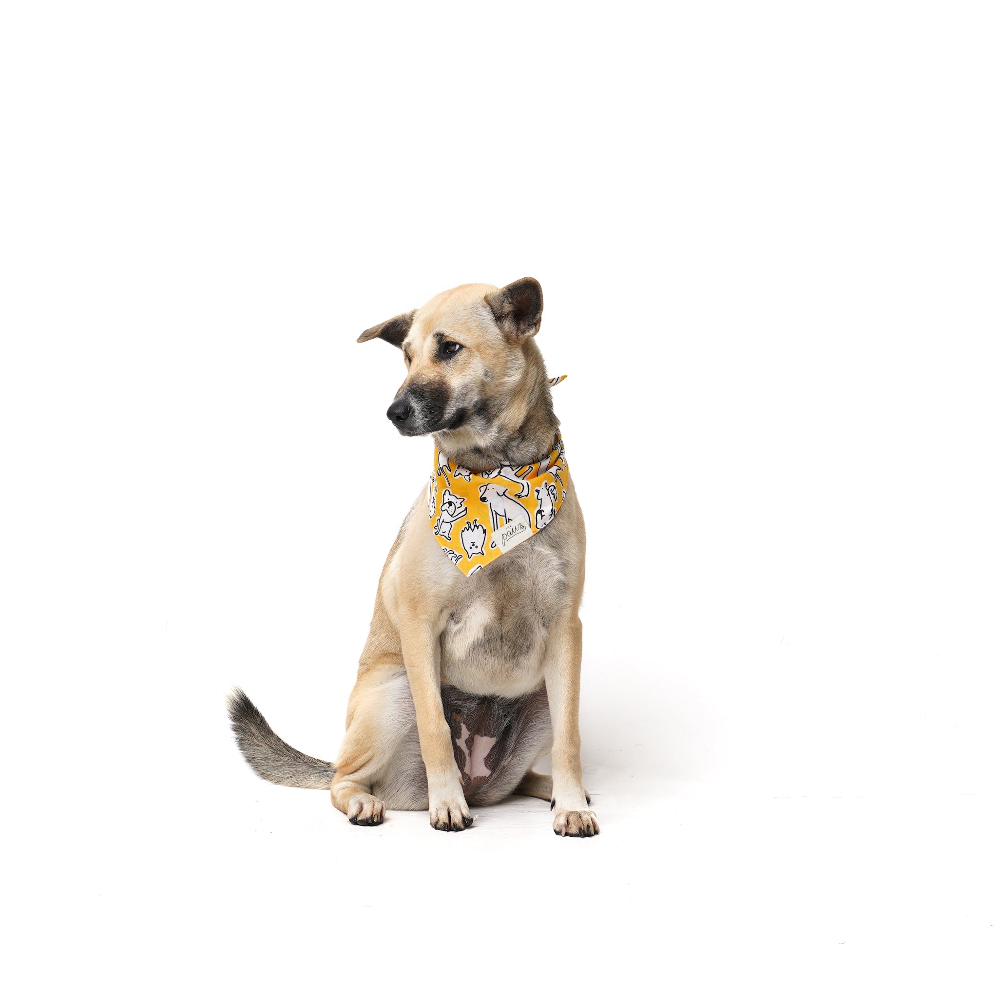 Day Out bandana on a dog