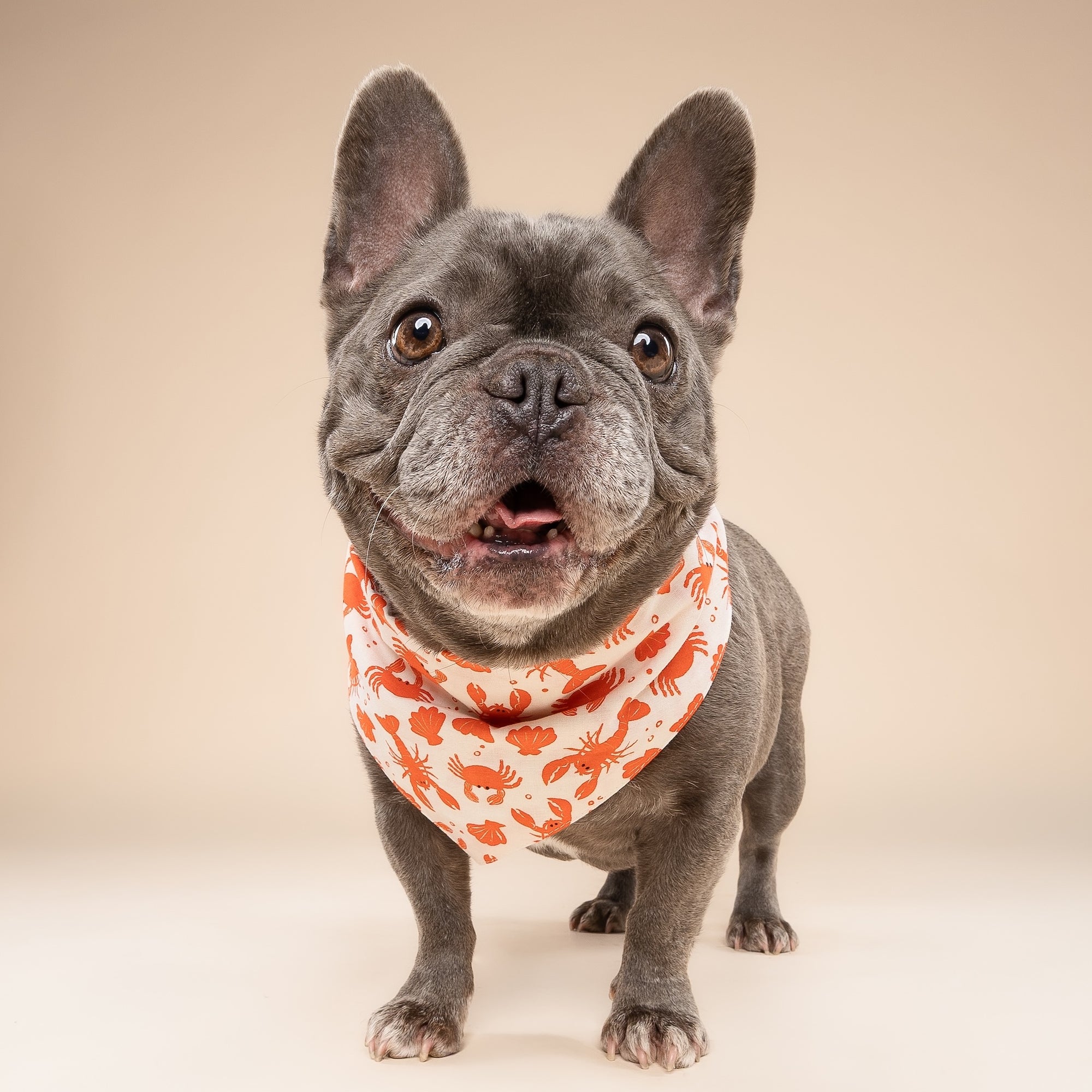 Dockside Dog Bandana