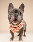 Dockside Dog Bandana