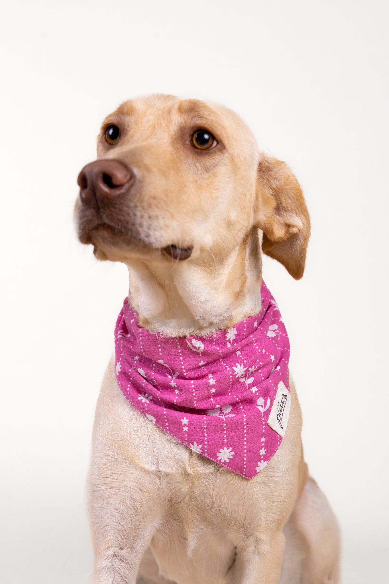 Dottie Dog Bandana