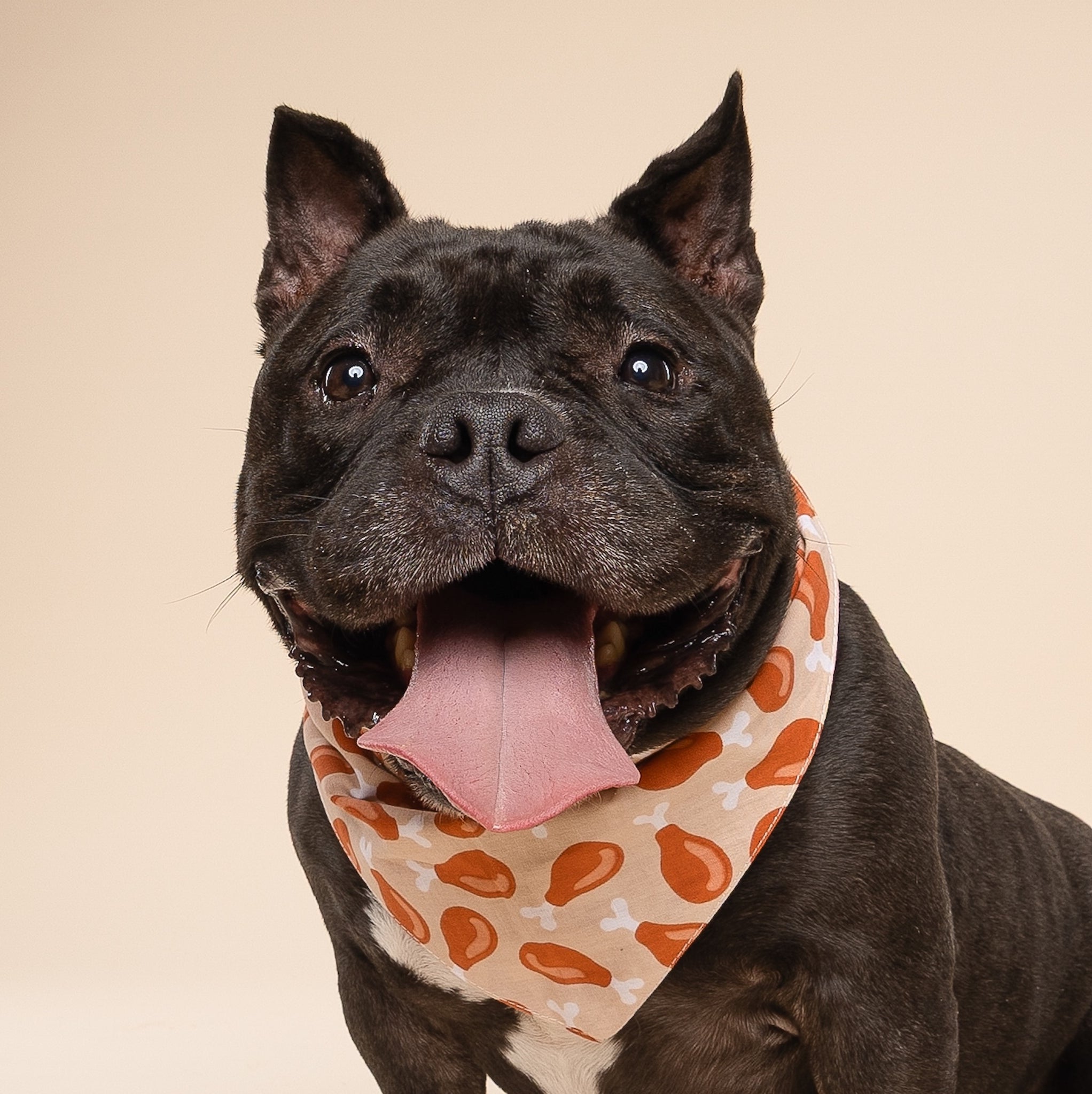 Drumstick Dog Bandana from The Paws - Happy dog