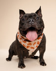 Drumstick Dog Bandana from The Paws