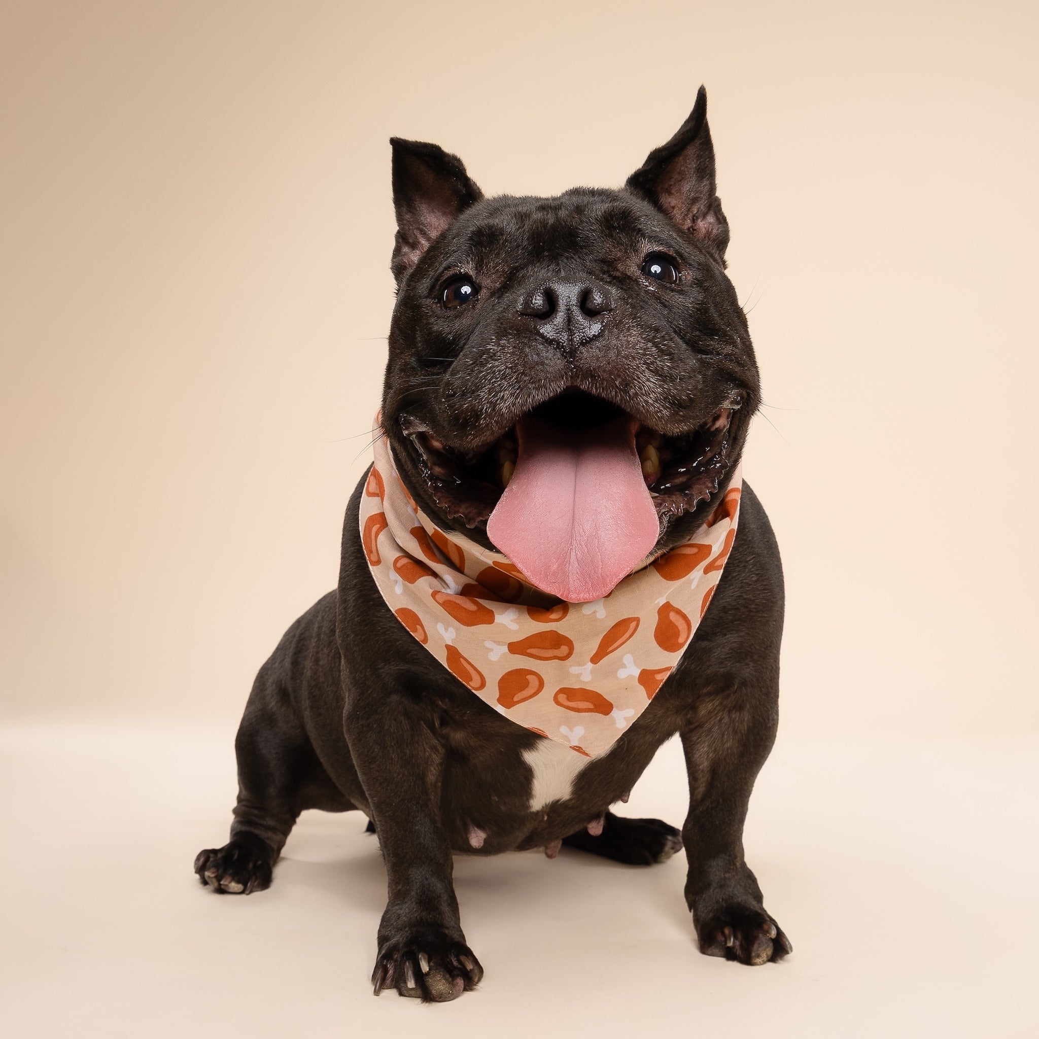 Drumstick Dog Bandana from The Paws