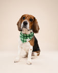 Dublin Dog Bandana from The Paws