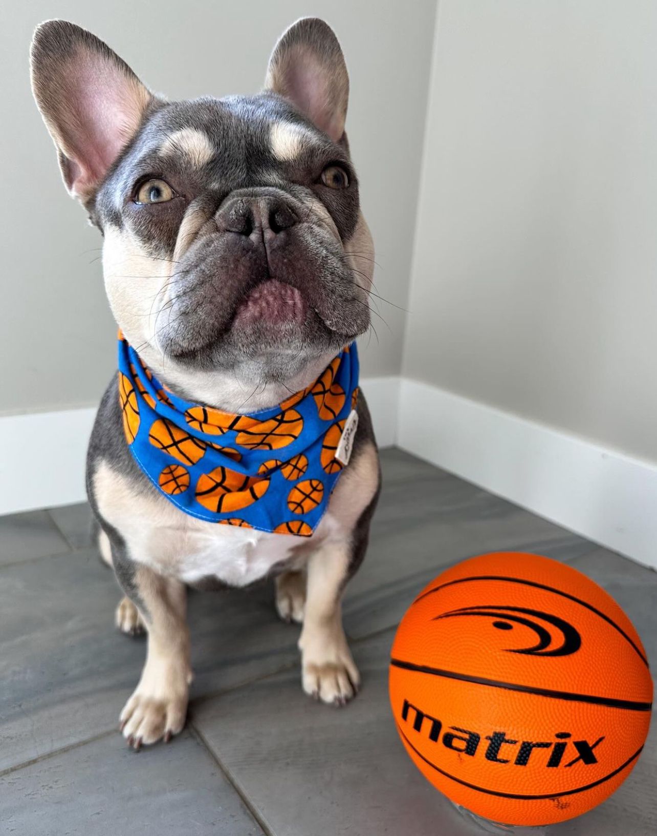 Dunk - basketball bandana from The Paws