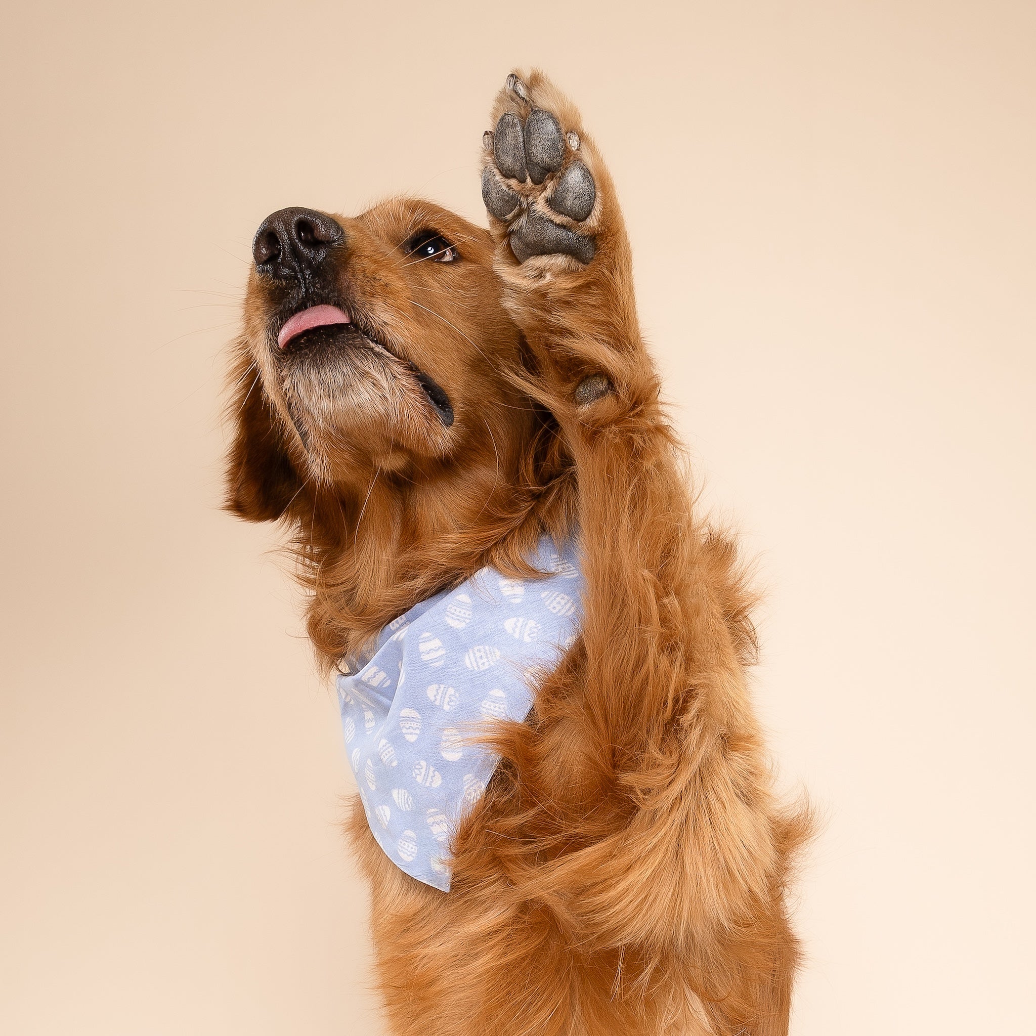 Egg Hunt Dog Bandana