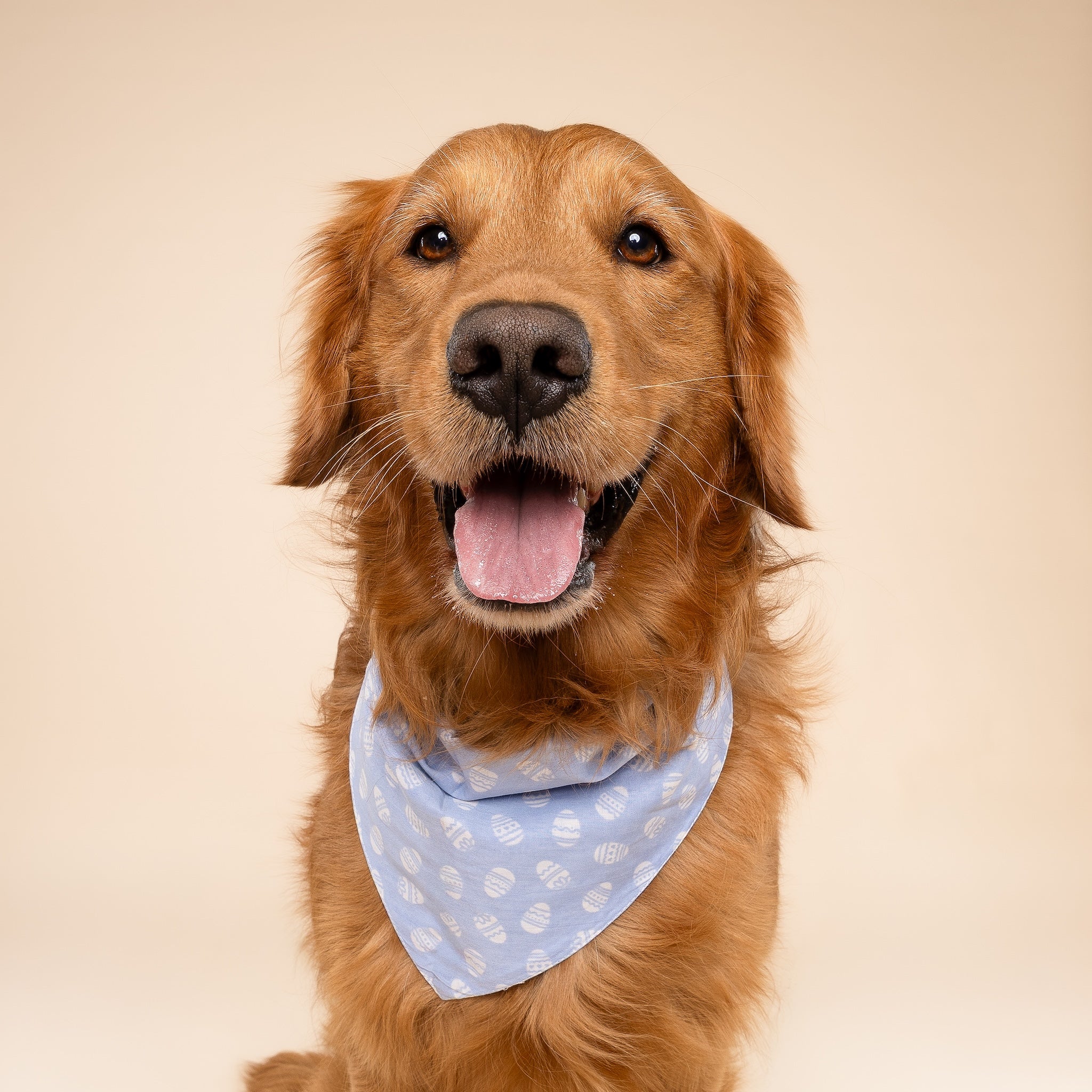 Egg Hunt Dog Bandana