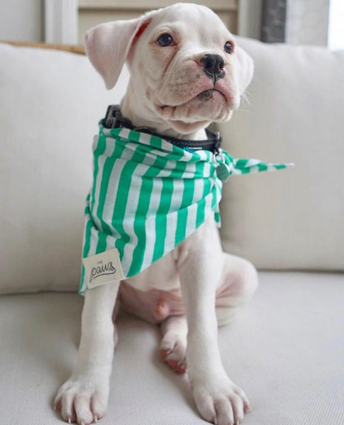 Eko the white Boxer wearing The Paws