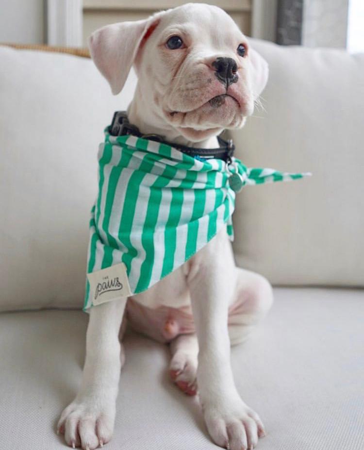 Eko the white Boxer wearing The Paws