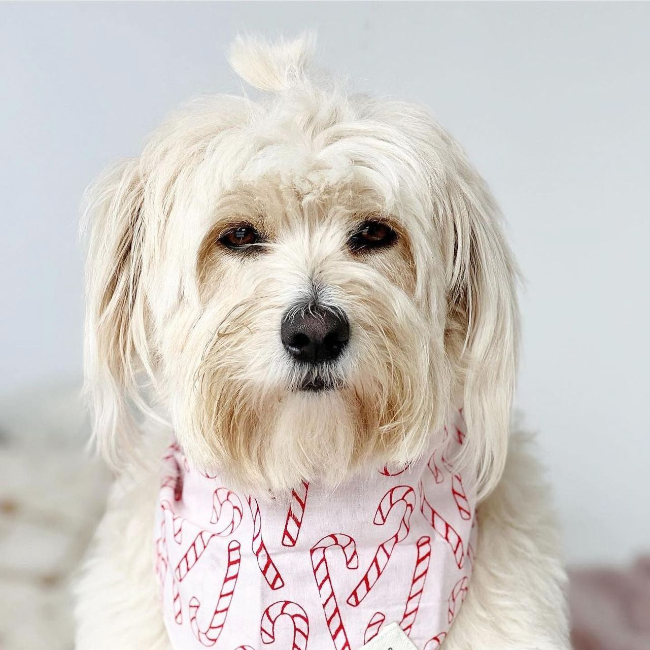 Elfie dog bandana- The Paws