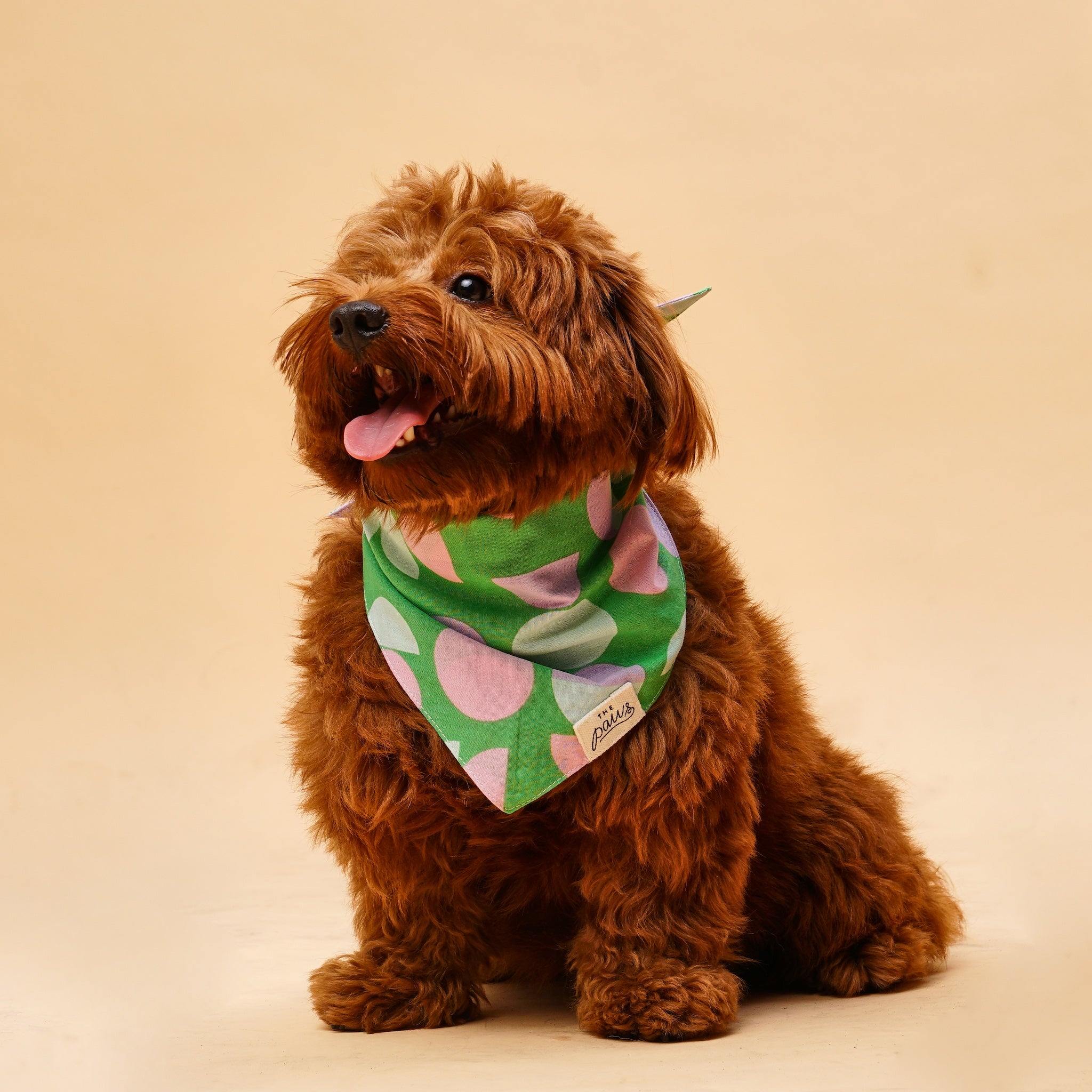 The Paws Elroy bandana on a dog